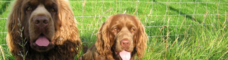 Two Sussex Spaniel dogs