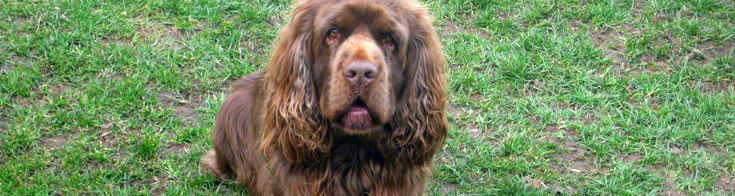 Sussex Spaniel dog