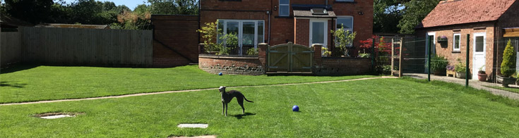 Back garden with dog